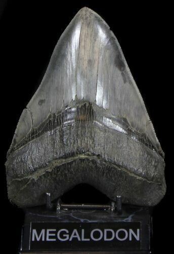 Massive, Megalodon Tooth - Spectacularly Serrated! #35959